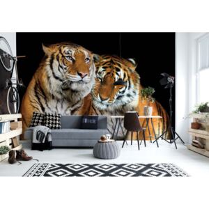 GLIX Fototapeta - Loving Tigers Vliesová tapeta - 416x254 cm