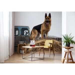 GLIX Fototapeta - German Shepherd Dog Vliesová tapeta - 208x146 cm