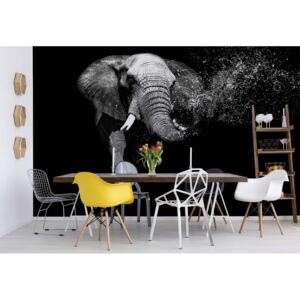 GLIX Fototapeta - Black And White Elephant Vliesová tapeta - 416x254 cm