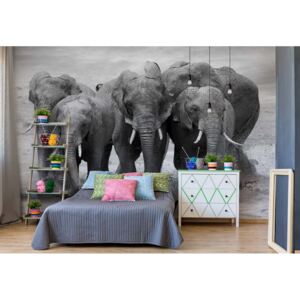 GLIX Fototapeta - Elephants Black And White Animals Vliesová tapeta - 208x146 cm