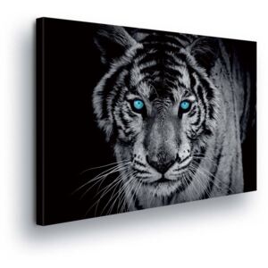 GLIX Obraz na plátně - Tygří Pohled III 4 x 60x40 cm