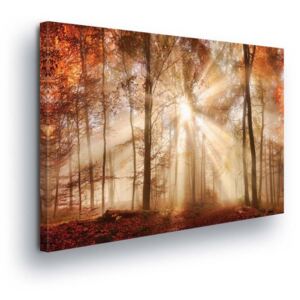 Obraz na plátně - Hnědá Záře v Lese 3 x 25x25 cm