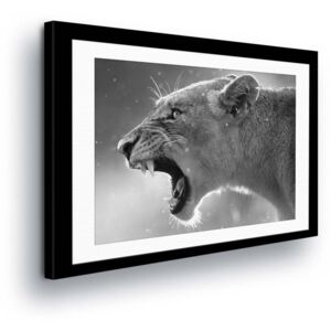 Obraz na plátně - Černobílá Lvice 40x40 cm