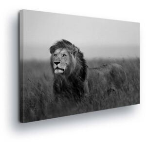 GLIX Obraz na plátně - Zasněný Lev 80x60 cm