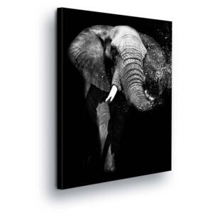 GLIX Obraz na plátně - Černobílý Slon 2 x 40x60 / 2 x 30x80 / 1 x 30x100 cm