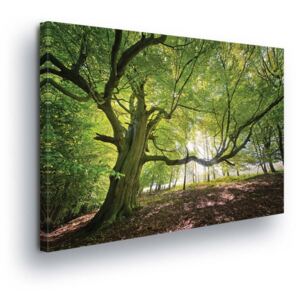 Obraz na plátně - Koruna Stromu 3 x 30x100 cm