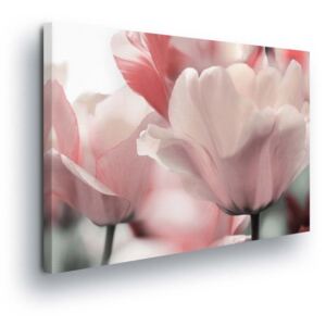 Obraz na plátně - Světle Růžové Květy Tulipánů 2 x 30x80 / 3 x 30x100 cm