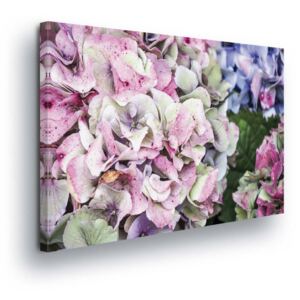 Obraz na plátně - Růžovo-fialové Okvětní Lístky 60x40 cm