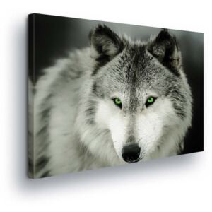 Obraz na plátně - Šedý Vlk 80x80 cm