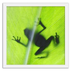 CARO Obraz v rámu - Frog On A Green Leaf 20x20 cm Bílá