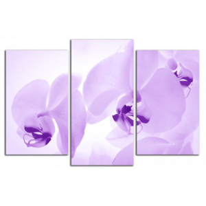 Fialové orchideje C4055CO