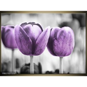 Obraz dvou fialových tulipánů (F002792F7050)