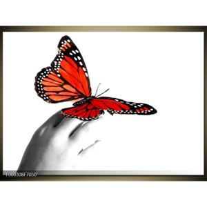 Obraz motýla (F000308F7050)