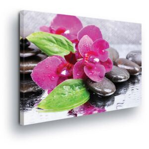 Obraz na plátně - Fuchsiové Květy ve Spa II 40x40 cm