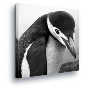Obraz na plátně - Černobílý Tučňák 40x40 cm