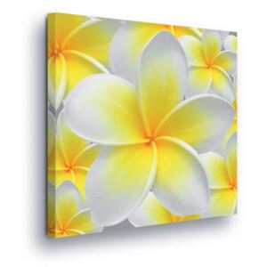 Obraz na plátně - Žluto-Bílé Květy 40x40 cm