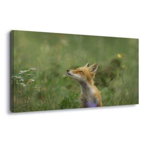 Obraz na plátně - Fox Meadow 4 x 30x80 cm