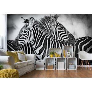 Fototapeta GLIX - Zebras + lepidlo ZDARMA Papírová tapeta - 254x184 cm