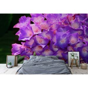 GLIX Fototapeta - Flowers Hydrangea Purple Papírová tapeta - 184x254 cm