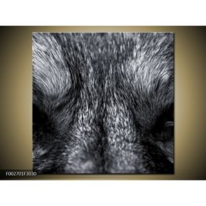 Obraz srsti vlka mezi očima (F002701F3030)