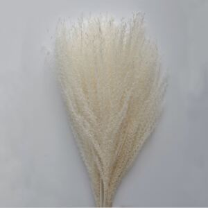 COOEE Design Sušené květy Pampas Feather - White