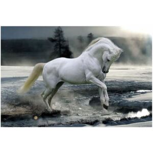 Plakát Bob Langrish: Horse Snow (61 x 91,5 cm)