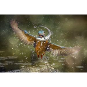 Umělecká fotografie Kingfisher, Alberto Ghizzi Panizza