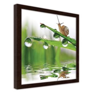 CARO Obraz v rámu - A Snail On Dewy Grass 20x20 cm Hnědá
