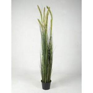 Foxtail Grass Green 150cm - Do interiéru