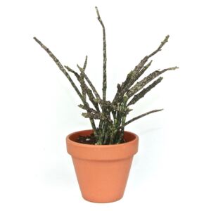 Euphorbia Platyclada, průměr 9 cm