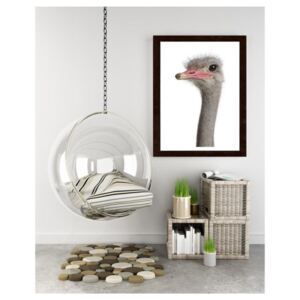 CARO Obraz v rámu - Ostrich'S Head 30x40 cm Hnědá