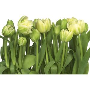 Komar papírová fototapeta 8-900 Tulips, rozměry 368 x 254 cm