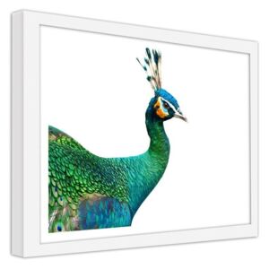 CARO Obraz v rámu - Peacock'S Head 40x30 cm Bílá