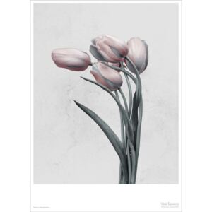 ViSSEVASSE Plakát Tulipa Gerneriana, 15 x 21 cm