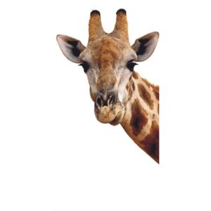Fototapeta na dveře - Giraf