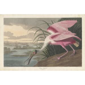 Obraz, Reprodukce - Roseate Spoonbill, 1836, John James (after) Audubon