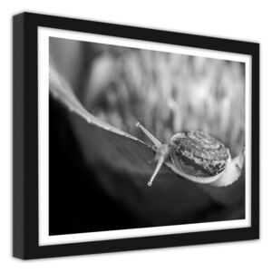 CARO Obraz v rámu - A Snail On A Plant 40x30 cm Černá