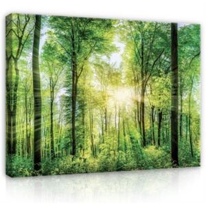 Obraz na plátně sluneční paprsky mezi stromy 50435, rozměr 152 x 98 cm, IMPOL TRADE