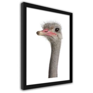 CARO Obraz v rámu - Ostrich'S Head 30x40 cm Černá