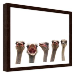 CARO Obraz v rámu - Ostrich 40x30 cm Hnědá
