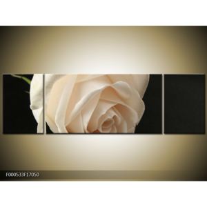 Obraz bílé růže (F000533F17050)