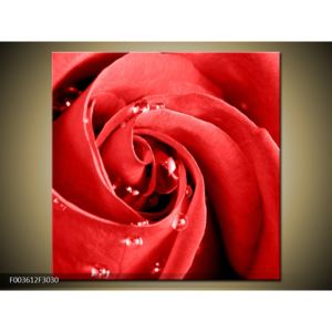 Obraz orosené červené růže (F003612F3030)