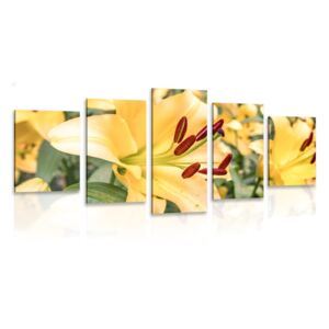 5-dílný obraz žlutá lilie