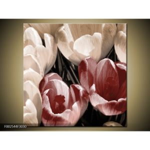 Obraz rozkvetlých tulipánů - červená bílá (F002544F3030)