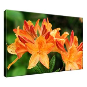Obraz na plátně Rododendron Azalka oranžová 30x20cm 124A_1T
