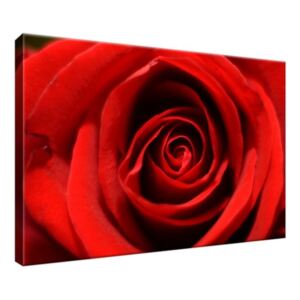Obraz na plátně Květ červené růže 30x20cm 280A_1T
