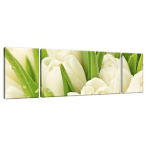 Obraz na plátně Jemné tulipány 170x50cm 1254A_3G