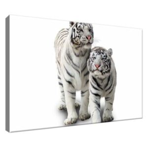 Obraz na plátně Bílé tygry 30x20cm 1270A_1T