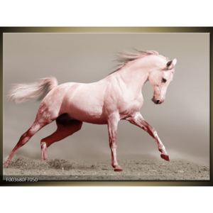 Obraz bílého koně v pohybu (F003680F7050)