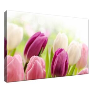 Obraz na plátně Barevné jemné tulipány 30x20cm 2125A_1T